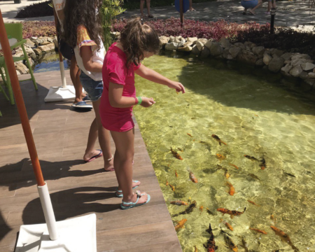 Alimentando os Peixes