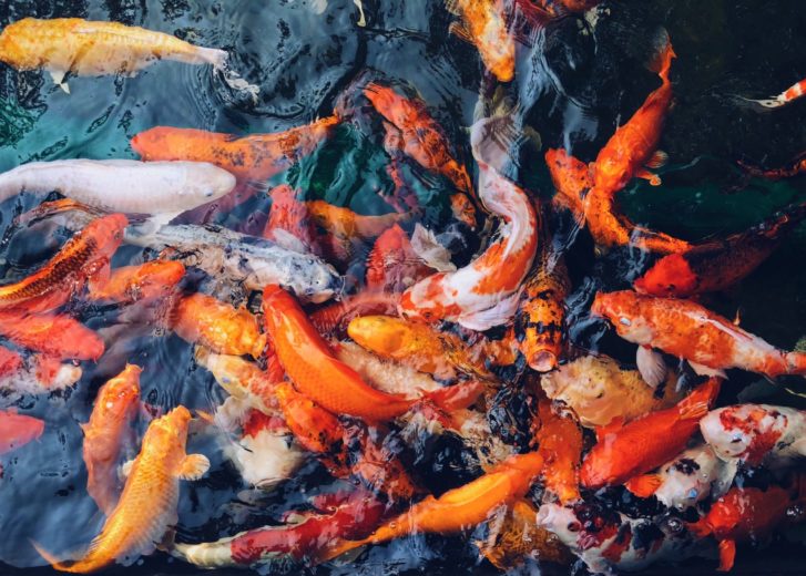 An overhead shot of colorful koi fish gathered all together in the water
