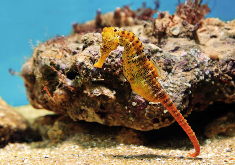 Seahorses