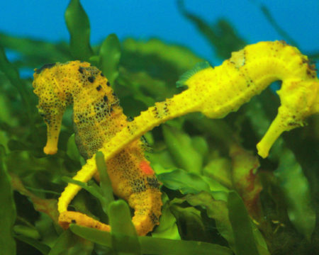 Seahorses