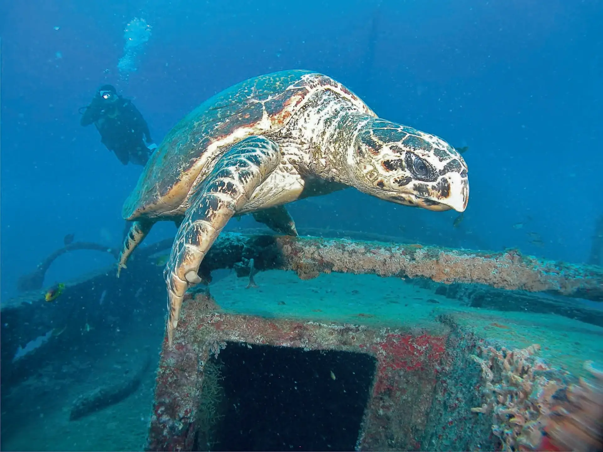 Tartarugas Marinhas