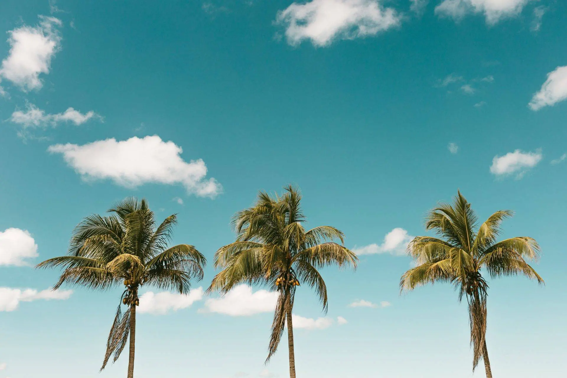 vertical-shot-palm-trees-with-coconuts-against-blue-sky-1